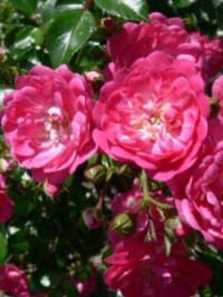 Rosa 'Lovely Fairy ®' / Stammrose 'Lovely Fairy'