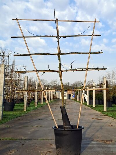 Duo-Fruit-Apfelspalier 'Prinz Albrecht von Preußen' und 'Kaiser Wilhelm' H:130 B:160 T:20 (Stamm 60 cm) / Malus domestica 'Prinz Albrecht von Preußen' und 'Kaiser Wilhelm' (876031)