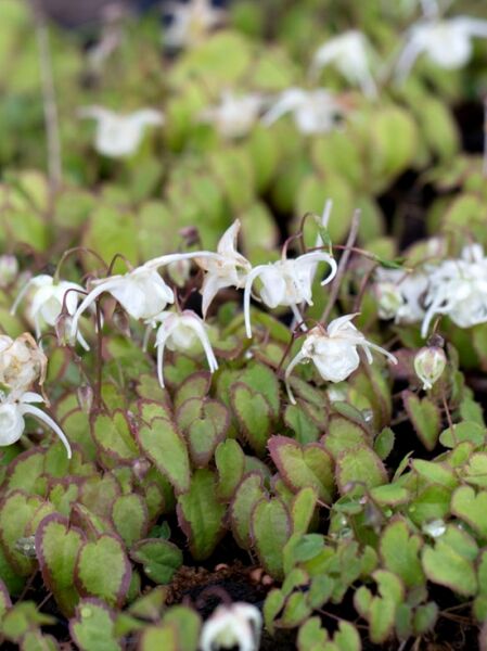 Epimedium grandiflorum 'Nanum' / Elfenblume