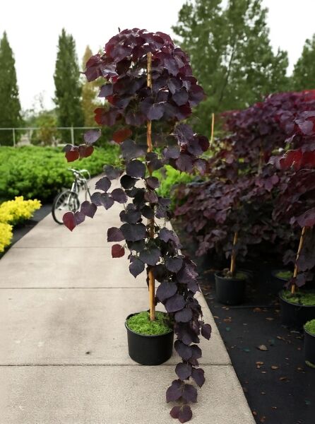 Judasbaum Cercis canadensis 'Ruby Falls'®, 175-200 cm C20, Hochstamm im Topf mit dunkelroten, herzförmigen Blättern