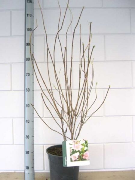 Weigela florida 'Rosea' / Liebliche Weigelie 'Rosea' 60-80 cm C7, laubabwerfender Strauch im Container mit Trieben und Knospen