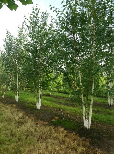 Weißrindige Himalaja-Birke (Betula utilis jacquemontii) mehrstämmig, 450–500 cm, mit weißer Rinde und grünem Laub.