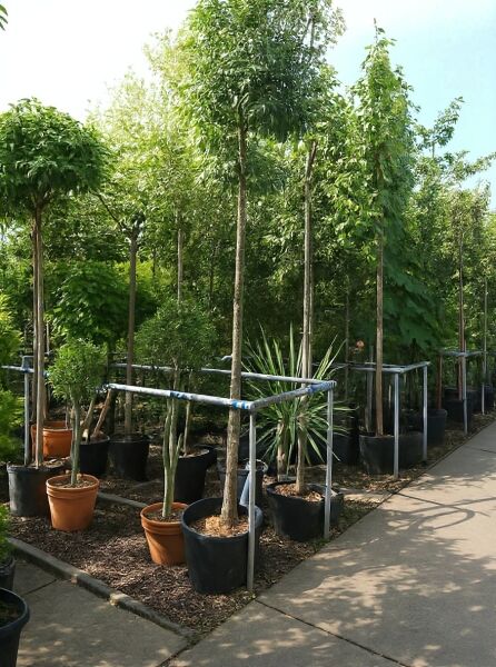 Kugelförmige Manna-Esche (Fraxinus ornus 'Mecsek') 225 cm Stamm 12-14 StU im Container, Hochstamm mit runder Krone.