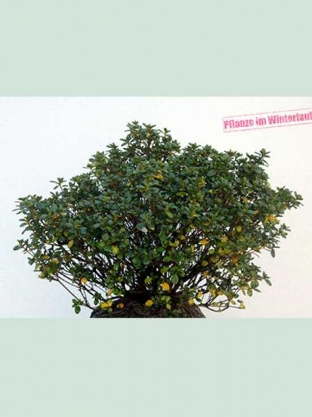 Rhododendron obtusum 'Schneeperle', Japanische Azalee 'Schneeperle', Solitärstrauch 60–70 cm Breite mit dichtem, grünem Laub.