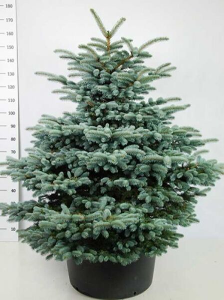 Picea pungens 'Montgomery' / Stech-Fichte 'Montgomery', kompakter Nadelbaum im Topf, 125-150 cm, C110