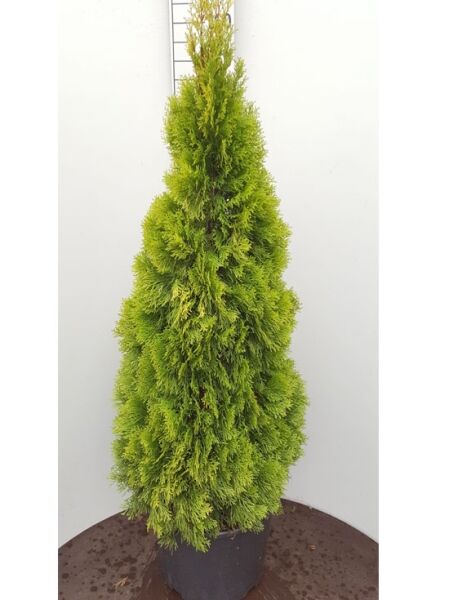 Thuja occidentalis 'Golden Smaragd' / Lebensbaum 'Golden Smaragd' im Topf, goldgrüner, kegelförmiger Wuchs, 80–100 cm C12