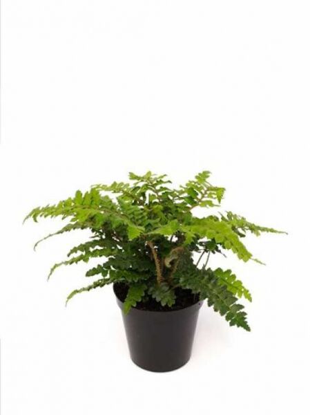 Polystichum polyblepharum (Japanischer Glanzschildfarn) P11 im Topf mit grünen Farnwedeln