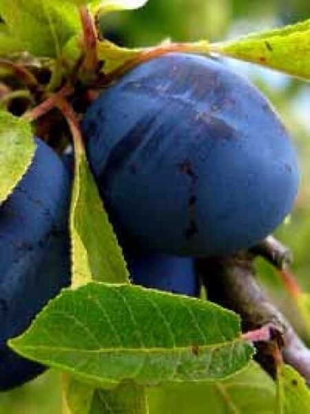 Prunus domestica 'Bleue de Belgique' / Pflaume 'Bleue de Belgique'