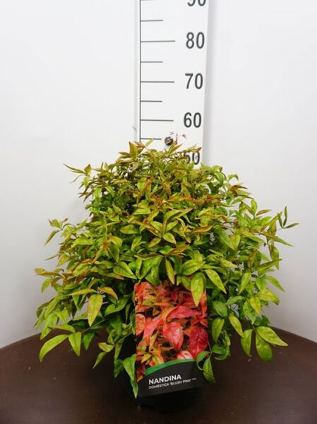 Nandina domestica 'Blush Pink ®' (Himmelsbambus) im Topf, buschiger Strauch mit grünem Laub und rötlichen Trieben, 30–40 cm, C10
