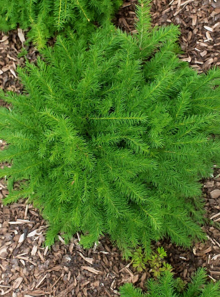 Kissen-Eibe / Tafel-Eibe - Taxus baccata 'Repandens' - Baumschule NewGarden