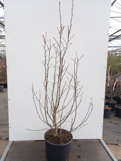 Magnolia loebneri 'Leonard Messel' / Rosa Stern-Magnolie 'Leonard Messel', Strauch im Container, 150-175 cm C20