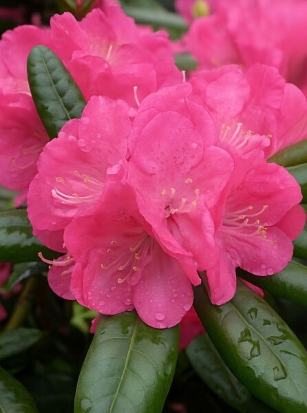Rhododendron Hybride 'Homer' (Rhododendron 'Homer') mit pinken Blüten und dunkelgrünen, glänzenden Blättern in Nahaufnahme.