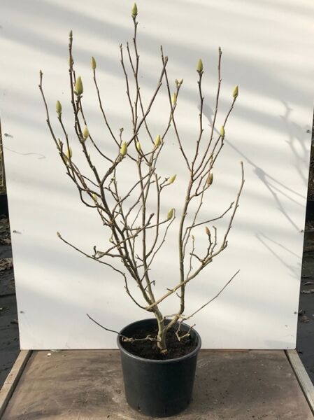 Magnolia soulangiana, Tulpen-Magnolie 125-150 cm C20, mehrtriebige Pflanze im Container mit Knospen an kahlen Zweigen