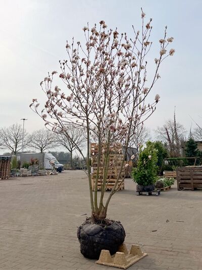 Tulpen-Magnolie 250-300 cm Schirmform / Magnolia soulangiana (847216)