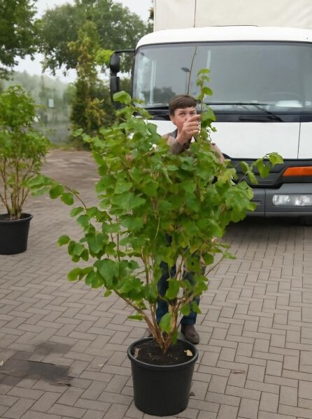 Hamamelis intermedia 'Aphrodite' (Zaubernuss) im Topf, mehrtriebiger Strauch mit grünem Laub, 125–150 cm, C30