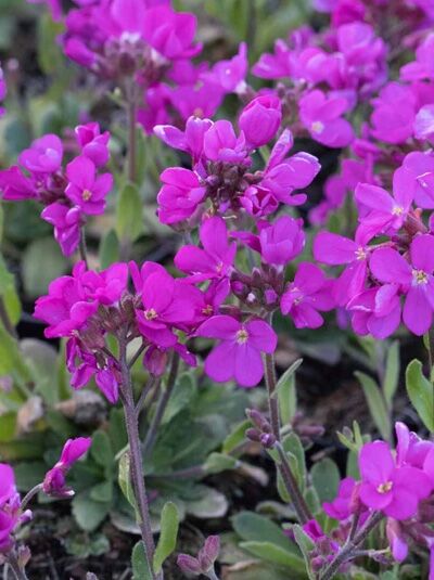 Arabis blepharophylla 'Rote Sensation' / Gänsekresse 'Rote Sensation'