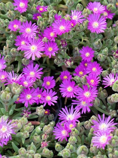 Mittagsblume - Delosperma hispida