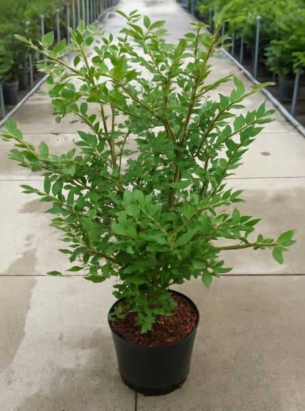 Geflügeltes Pfaffenhütchen / Korkspindel / Geflügeltes Pfaffenhütchen / Korkspindel