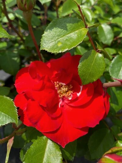 Beetrose 'La Sevillana' / Beetrose 'La Sevillana'