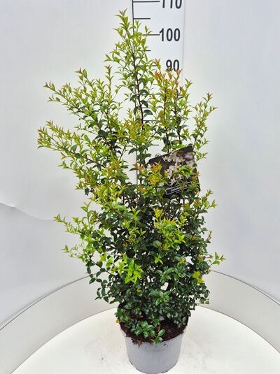 Frhlings-Duftblte - Osmanthus burkwoodii - Baumschule NewGarden