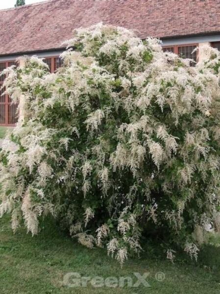 Holodiscus discolor ariifolius / Schaumspiere / Kaskadenstrauch