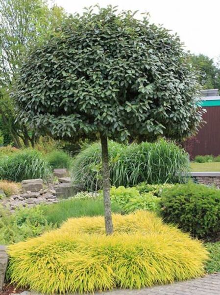 Japanisches Berggras 'All Gold' / Hakonechloa macra 'All Gold'
