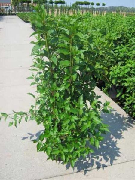 Rispen-Hortensie 'Kyushu' (Hydrangea paniculata 'Kyushu') 80-100 cm C20, buschiger Strauch mit grünem Laub im Container.