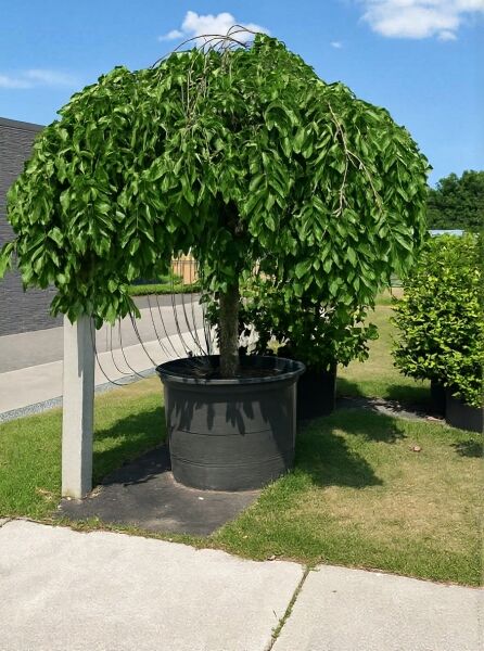 Ulmus glabra 'Pendula' / Hänge-Ulme, Hochstamm 40-45 StU im Container, mit überhängender, dicht belaubter Krone.