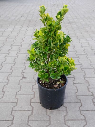 Japanischer Spindelstrauch 'Marieke' (Euonymus japonicus 'Marieke') 50–60 cm, im schwarzen C10-Topf, variegiertes Laub.
