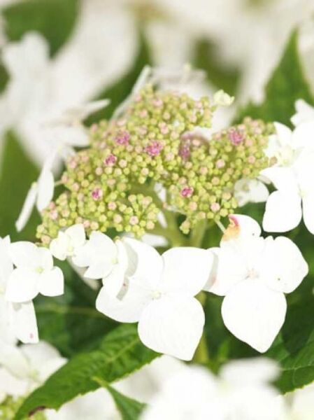 Hydrangea macrophylla 'Lanarth White' / Teller-Hortensie 'Lanarth White'