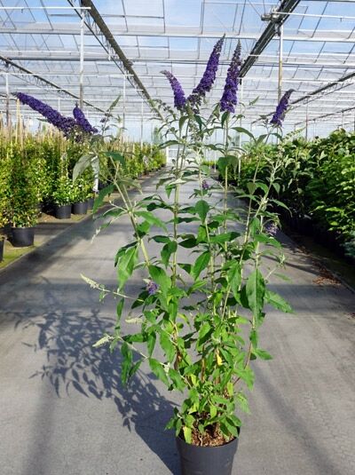 Sommerflieder 'Reve de Papillon Blue' - Buddleja davidii 'Reve de Papillon  Blue'