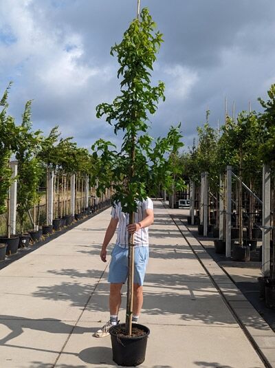Amberbaum 'Lane Roberts' / Liquidambar styraciflua 'Lane Roberts'