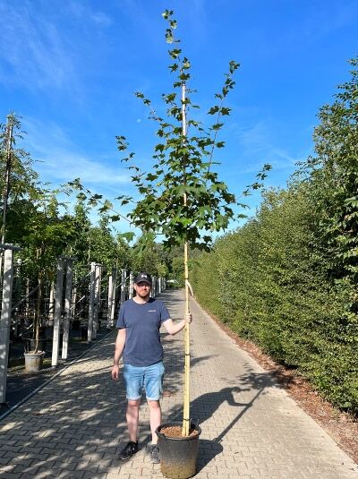 Silber-Ahorn (Acer saccharinum) Hochstamm 12-14 StU im Container, aufrechter Stamm mit belaubter Krone in Baumschule