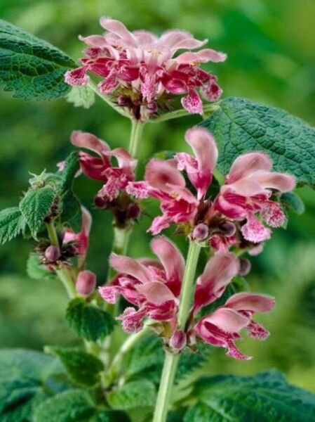 Nesselkönig / Großblütige Taubnessel / Lamium orvala