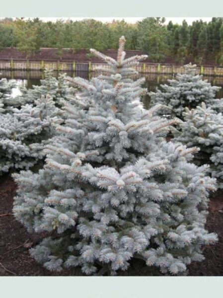 Picea pungens 'Montgomery' / Stech-Fichte 'Montgomery' 100-125 cm m. B., kompakter Nadelbaum mit silbrig-blauen Nadeln