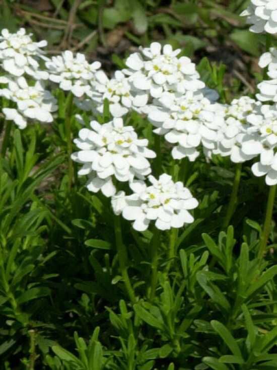 Immergrüne GartenSchleifenblume 'Appen Etz'