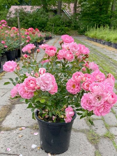 Rosa 'Flirt 2011' – Zwergrose 'Flirt 2011' C5 im schwarzen Topf mit zahlreichen rosafarbenen Blüten und grünem Laub.