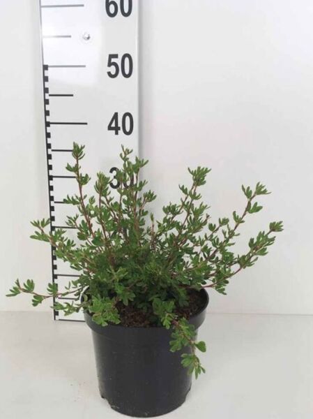 Fünffingerstrauch 'Abbotswood' / Fünffingerstrauch 'Abbotswood'