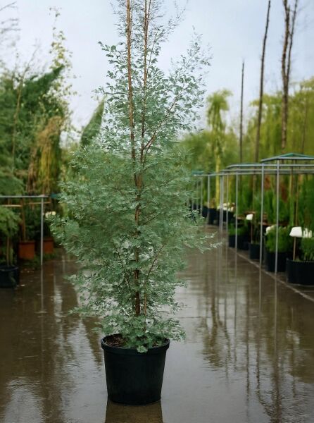 Mostgummi-Eukalyptus (Eucalyptus gunnii) im Topf C30, ca. 200–250 cm hoch, mit silbrig-grünem Laub und verzweigtem Wuchs.