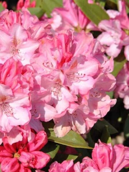Rhododendron yakushimanum 'Pink Cherub' / Rhododendron 'Pink Cherub'