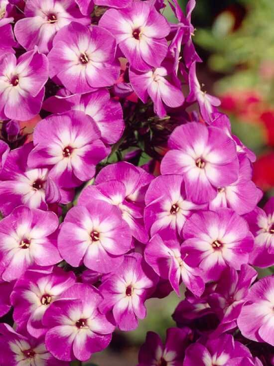 GartenFlammenblume 'Laura' / Phlox paniculata 'Laura' kaufen