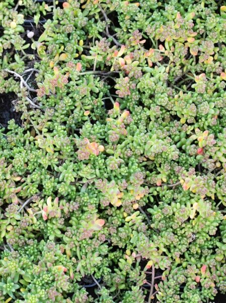 Üppiger Mauerpfeffer 'Laconicum' / Sedum album 'Laconicum'