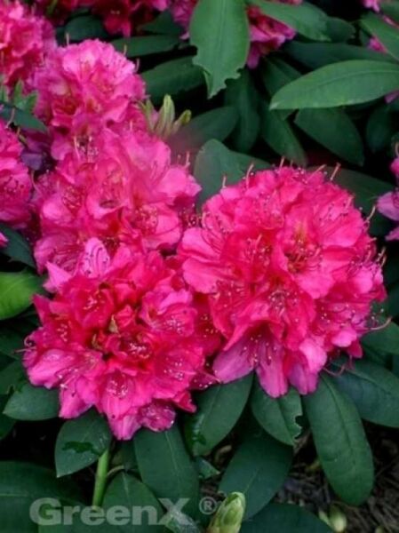 Rhododendron Hybride 'Catharine van Tol' / Rhododendron 'Catharine van Tol'