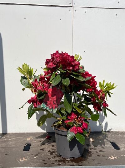 Rhododendron Hybride 'Cherry Kiss' (Rhododendron) im Topf, 30–40 cm, C5, mit dunkelroten Blüten und grünen Blättern