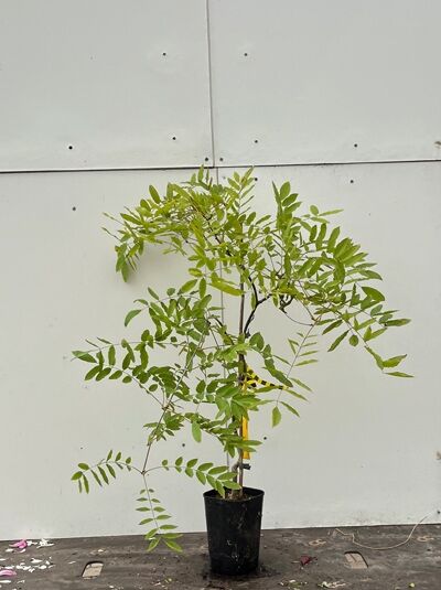 Chinesischer Blauregen 'Prematura' / Chinesischer Blauregen 'Prematura'