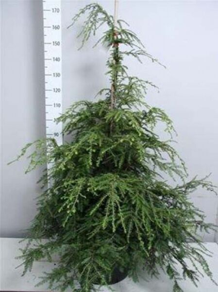 Tsuga canadensis / Kanadische Hemlocktanne 125-150 cm m. B., immergrüner Nadelbaum mit überhängenden Zweigen im Container.