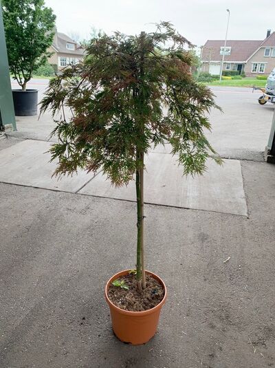 Roter Schlitz-Ahorn Acer palmatum 'Dissectum Atropurpureum' (Ornatum) auf Stamm 80 cm, im Topf C12, rotlaubig