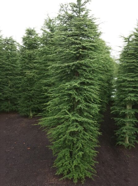 Zypern-Zeder 'Brevifolia' (Cedrus libani 'Brevifolia'), immergrüner Nadelbaum mit dichtem, kegelförmigem Wuchs, 250–300 cm m. B.