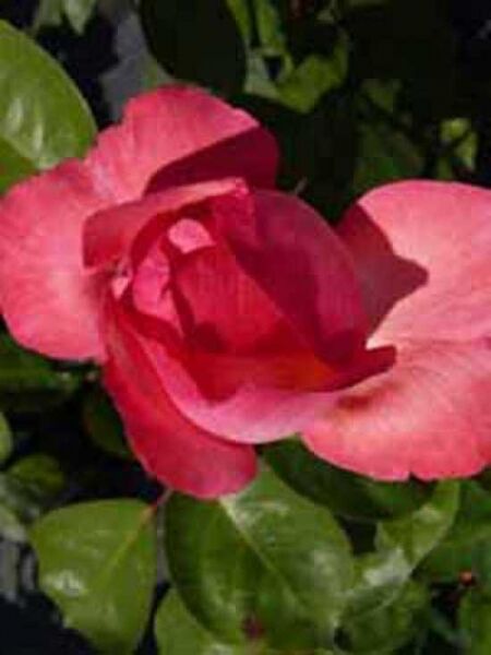 Edelrose 'Aachener Dom' / Rosa 'Aachener Dom ®'