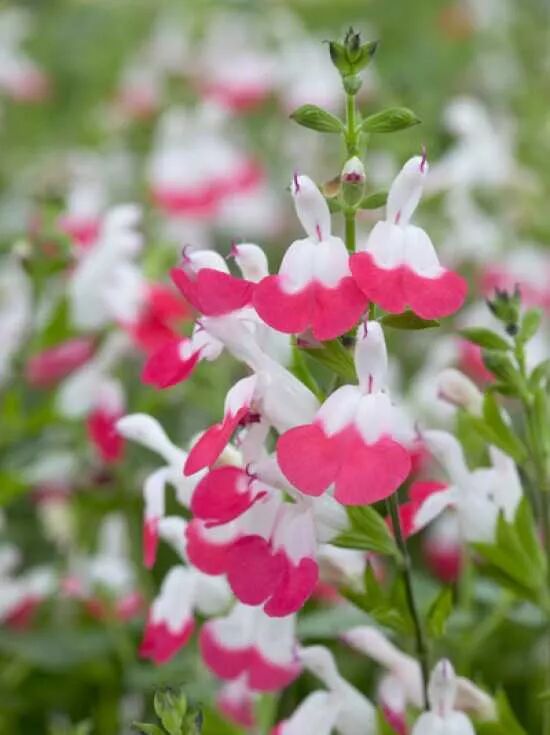 Salbei / Salvia Hot Lips